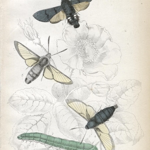 Antike handkolorierte Gravur von 1876: Kolibri-Falkenschwärmer, Bienenschwärmer und Raupe | Britische Motten von James Duncan