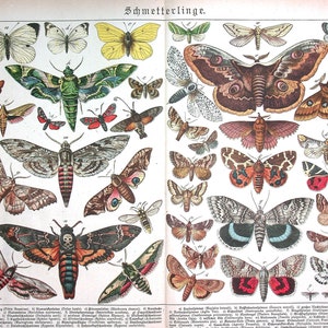Op de afbeelding: Een vintage illustratie van verschillende vlinders en motten, met een verscheidenheid aan kleuren en patronen. De afbeelding is in het Duits gelabeld met "Schmetterlinge" en "XXXI".