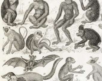 Antique 1858 Engraving – Mammals: Apes, Bats, Marsupials & More