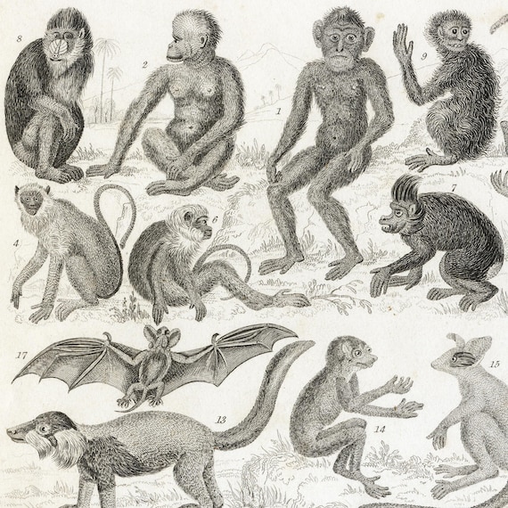 Antique 1858 Engraving – Mammals: Apes, Bats, Marsupials & More