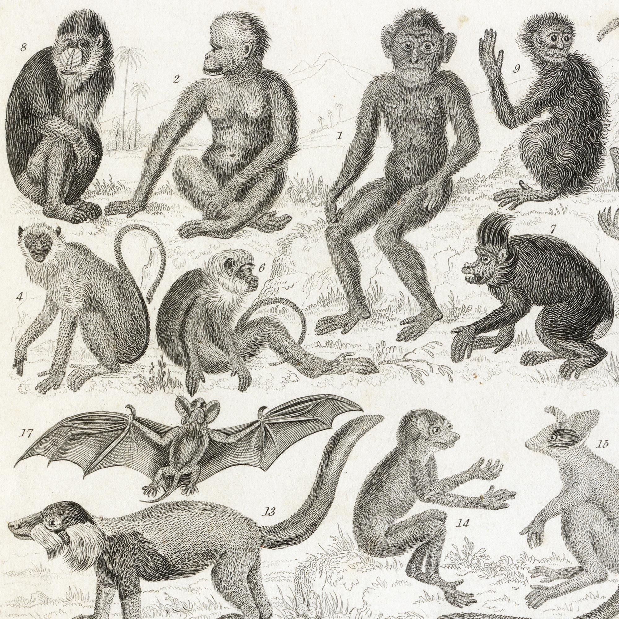 Antique 1858 Engraving – Mammals: Apes, Bats, Marsupials & More