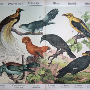 Carraca europea (Coracias garrula), Ave del paraíso mayor (Paradisea apoda) | Litografía en color de 1886 | Impresión de pájaros ? Naturgeschichte, Shubert