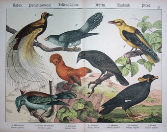 European Roller (Coracias garrula), Greater Bird-of-paradise (Paradisea apoda) | 1886 Colored Litho | Birds Print | Naturgeschichte, Shubert