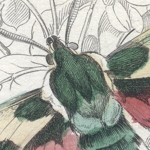 May include: Close-up of a green and white butterfly with red accents. The butterfly's wings are spread wide, and its body is visible in the center of the image.