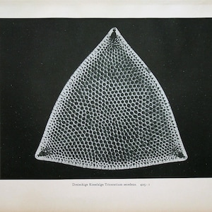 May include: A black and white microscopic image of a triangular diatom, a type of algae, with a textured surface. The image is labeled "Dreieckige Kieselalge Triceratium secedens. 405:1."