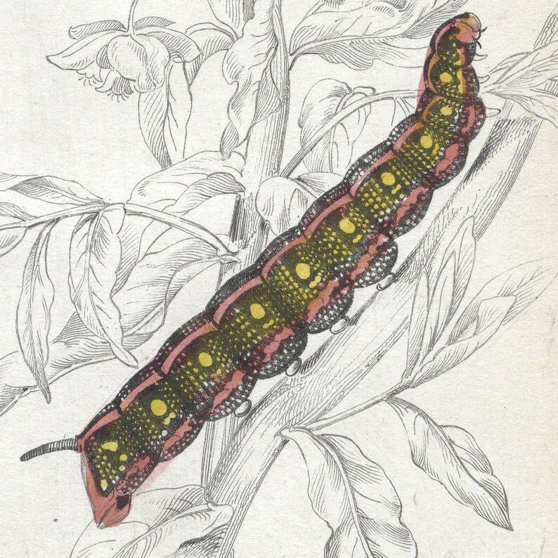 May include: A detailed illustration of a pink and green caterpillar with yellow spots on a branch of a plant. The caterpillar is crawling up the branch.