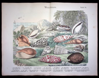 洋書 Shells - Classic Natural History Prints Shells - Classic Natural History Prints 洋書