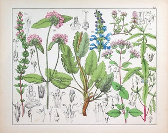 1859 | Oudemans | Original Hand-Colored Engraving - Meadow Sage (Salvia pratensis), Hyssop (Hyssopus officinalis) | 'The Flora of the Netherlands'