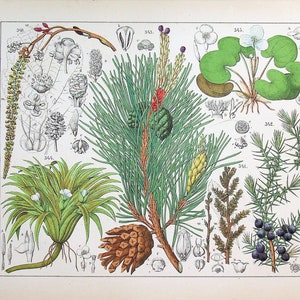 Op de afbeelding: Een vintage botanische illustratie die verschillende soorten dennen en jeneverbessen toont. De illustratie toont gedetailleerde tekeningen van de bladeren, kegels en bloemen van de planten, samen met wetenschappelijke labels en nummers.