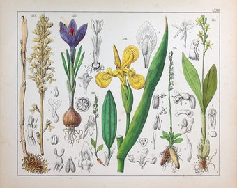 1859 | Oudemans | Original Hand-Colored Engraving - Bird&#39;s-nest Orchid (repeat), Crocus (Crocus spp.) | &#39;The Flora of the Netherlands&#39;