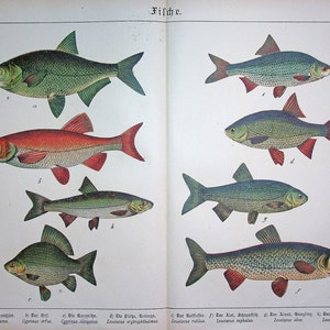 May include: A detailed vintage illustration of various fish species, featuring colourful drawings. The image shows fish in shades of green, red, and blue, with German labels. The page is from an old book, with the word "Fische" at the top.