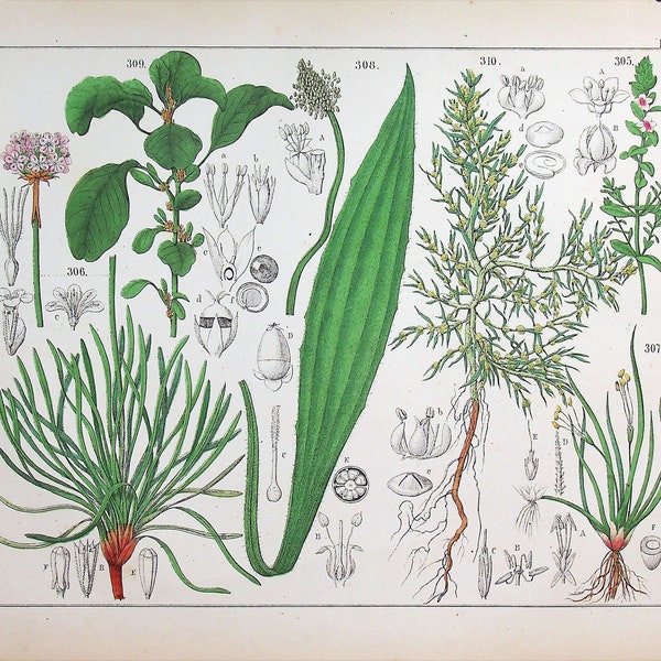 1859 | Oudemans | Original Hand-Colored Engraving - Milky Tassel (Glaux maritima), Common Cottongrass (Eriophorum angustifolium)
