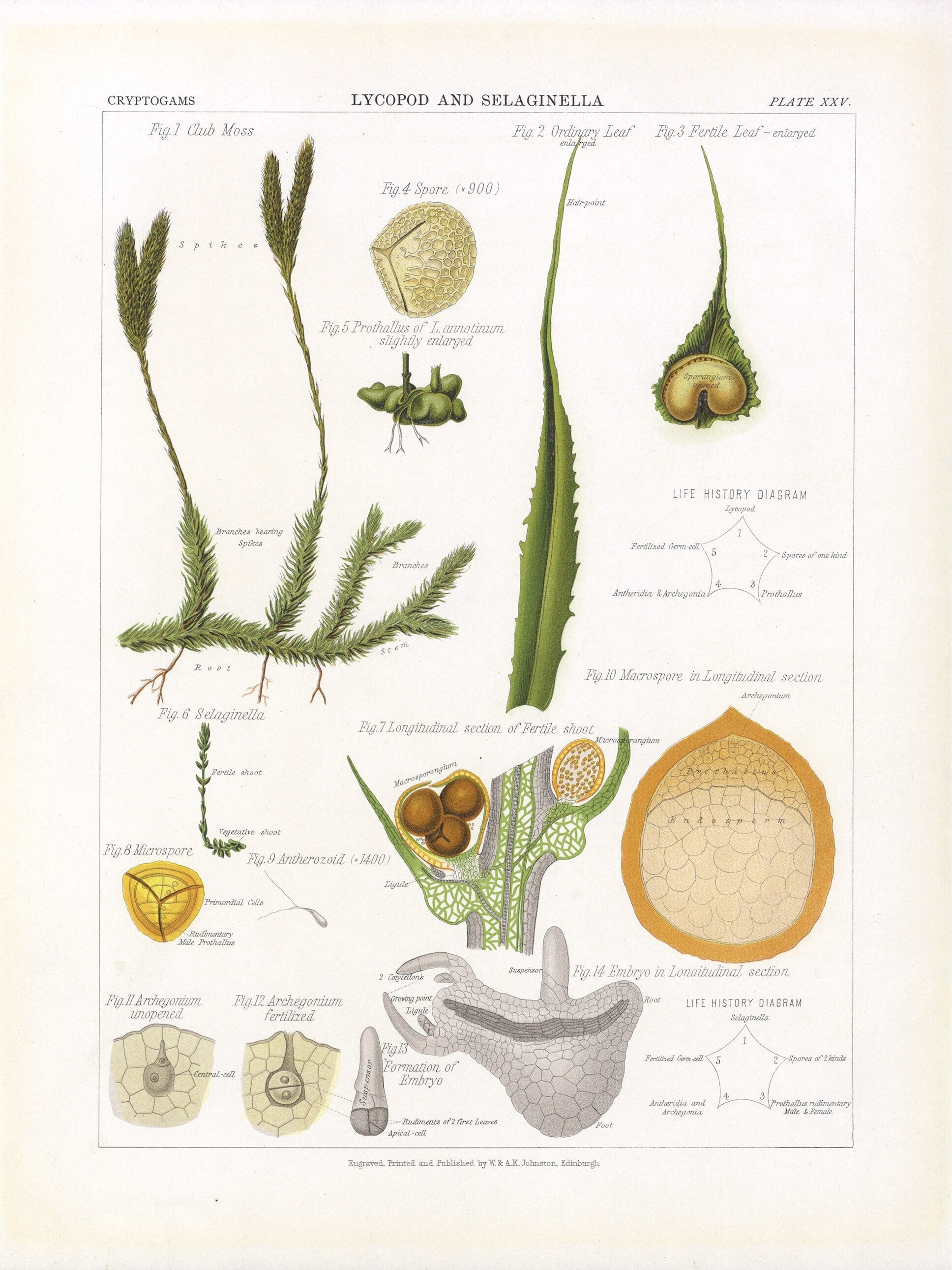 Apoda Selaginella Apoda Life Cycle