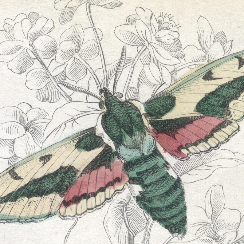 May include: A detailed illustration of a green, white, and pink moth with its wings spread wide. The moth is perched on a delicate flower with a white background.