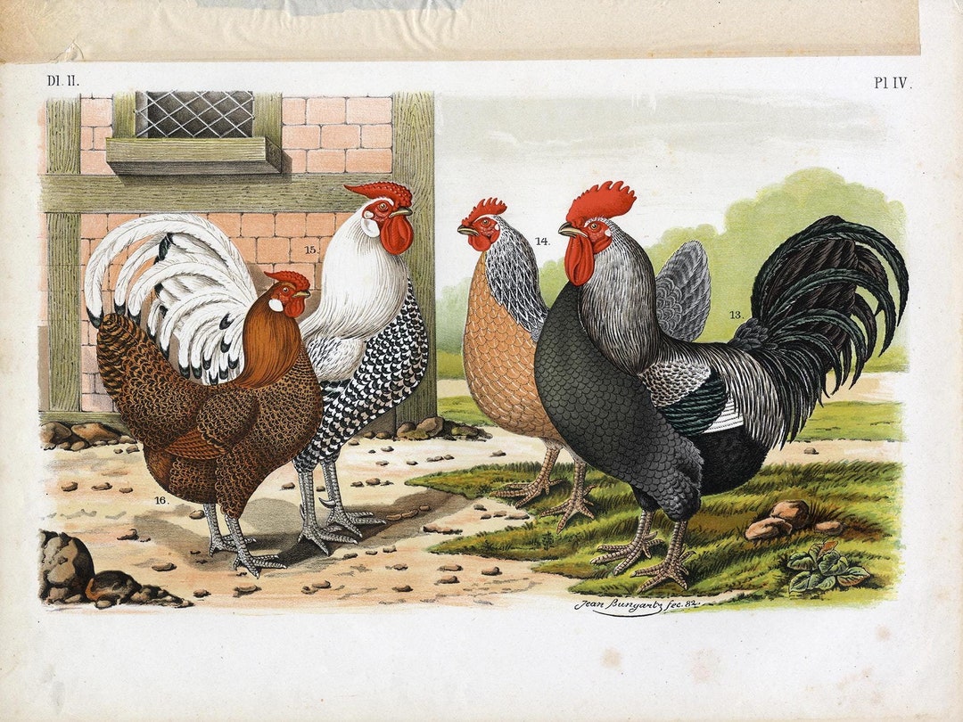 RE・BIRTH Ⅱ THE ROOSTERS il_1080xN.6503425438_elny.jpg
