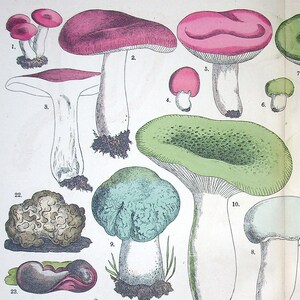 Hand colored Fungi Print 1885 - Fünfstück | Chanterelle (Cantharellus cibarius), Green-cracking Russula (Russula virescens) | Antique Mushrooms Lithograph Art