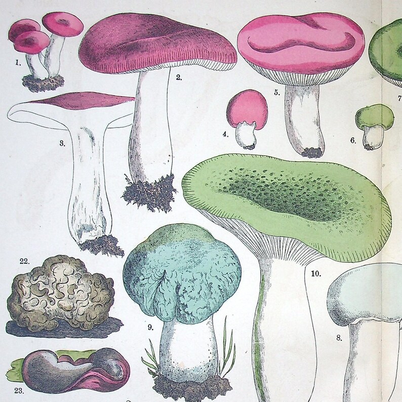 Hand colored Fungi Print 1885 - Fünfstück | Chanterelle (Cantharellus cibarius), Green-cracking Russula (Russula virescens) | Antique Mushrooms Lithograph Art