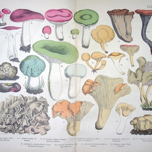 Hand colored Fungi Print 1885 - Fünfstück | Chanterelle (Cantharellus cibarius), Green-cracking Russula (Russula virescens) | Antique Mushrooms Lithograph Art
