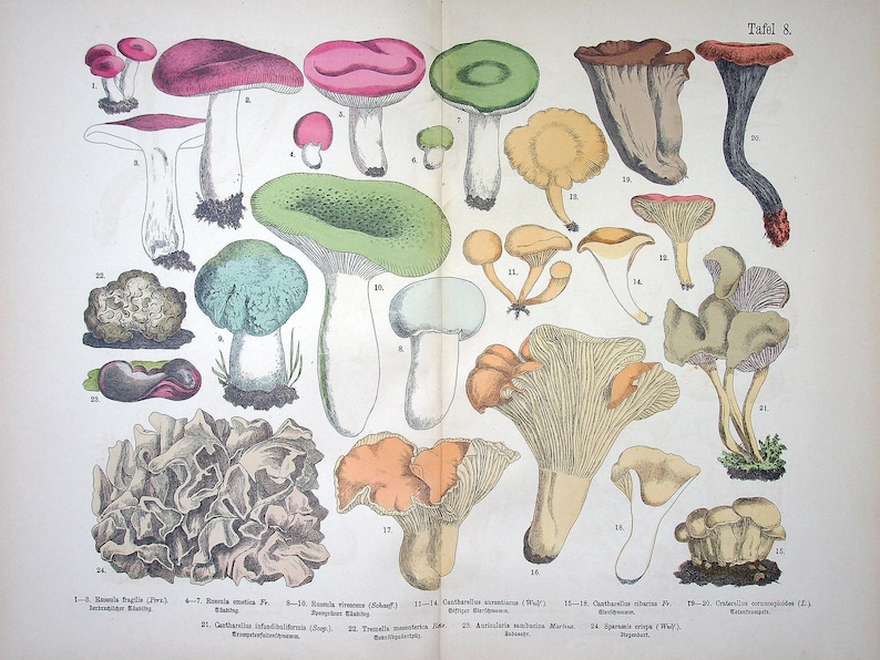 Hand colored Fungi Print 1885 - Fünfstück | Chanterelle (Cantharellus cibarius), Green-cracking Russula (Russula virescens) | Antique Mushrooms Lithograph Art