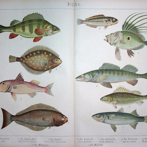 Può includere: Un'illustrazione di otto diversi tipi di pesci, tra cui un San Pietro, una platessa, un merluzzo, un luccio, una perca, un persico, un cefalo e un gallinella di mare. I pesci sono raffigurati in uno stile realistico con dettagliate marcature e colori.