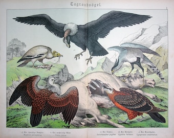 Bearded Vulture (Gypaetus barbatus), Secretary Bird (Gypogeranus serpentarius) | 1886 Antique Lithograph | Raptors Print | Natural history