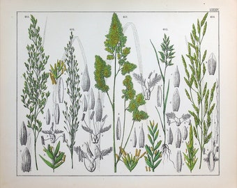 1859 | Oudemans | Original Hand-Colored Engraving - Meadow Grass (Poa pratensis), Glyceria (Glyceria maxima) | 'The Flora of the Netherlands'