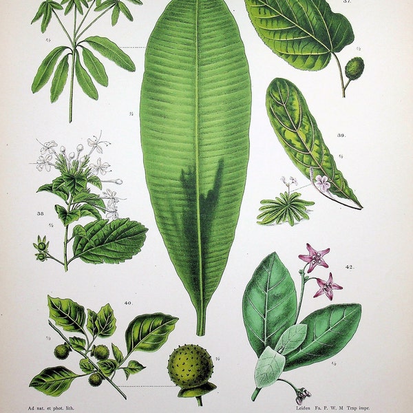 1915 Antique Botanical Lithography: Guazuma tomentosa Kunth, a Vital Indian Medicinal Plant | Explore Historic Flora in Historic Art