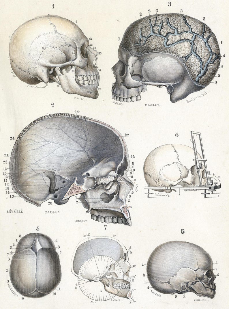 May include: A detailed anatomical illustration of a human skull, showing various sections and features. The skull is depicted in multiple views, including side, top, and bottom perspectives. The illustration is labeled with numbers and text, indicating different bones and structures.