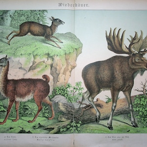 Animalic deer musk - Etsy 日本