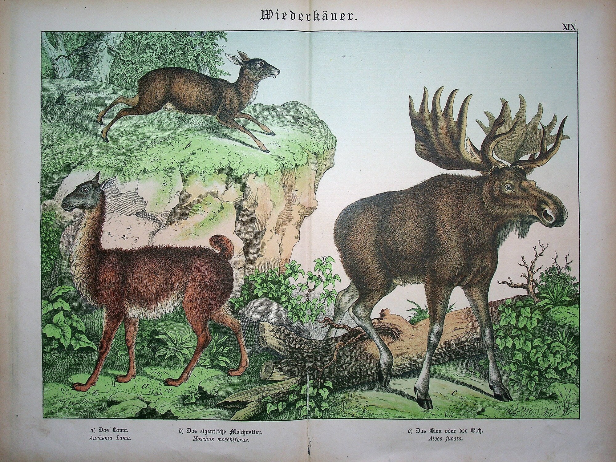 Animalic deer musk - Etsy 日本