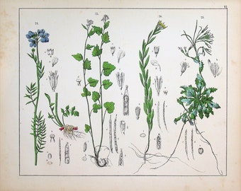 1859 | Oudemans | Original Hand-Colored Engraving - Sand Fringe (Silene maritima), Cuckooflower / Lady's Smock (Cardamine pratensis)