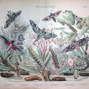 1886 Litho de mariposas antiguas, incluido Spurge Hawk-moth (Sphinx euphorbiae) - Impresión de mariposas de colores antiguos, Privet Hawk-moth, Pine Hawk-moth