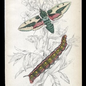 May include: A vintage illustration of a Spotted Elephant Hawk-moth with green, pink, and white wings perched on a branch of a flowering plant. The illustration also shows the caterpillar of the moth, which is green, pink, and yellow with black spots.
