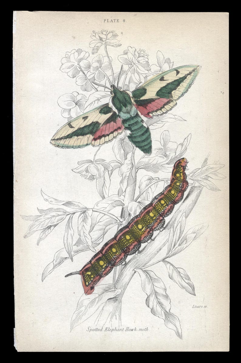 May include: A vintage illustration of a Spotted Elephant Hawk-moth with green, pink, and white wings perched on a branch of a flowering plant. The illustration also shows the caterpillar of the moth, which is green, pink, and yellow with black spots.