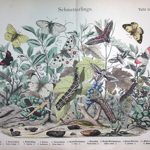 May include: A vintage illustration of butterflies and caterpillars on a leafy background. The butterflies are in various colors, including yellow, white, black, and red. The caterpillars are green and brown. The image is labeled "Schmetterlinge" and "Tafel 51."