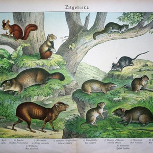 Puede incluir: Una ilustración vintage que presenta varios animales, incluyendo una ardilla, una marmota, un paca, una ardilla, un ratón, una rata y un lirón. La ilustración se titula "Dagetiere" e incluye los nombres latinos de cada animal.