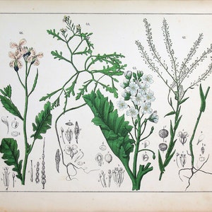 Può includere: Un'illustrazione botanica di una pianta con fiori bianchi, foglie e steli verdi. La pianta è etichettata con il numero 43. L'illustrazione include disegni dettagliati delle parti della pianta, inclusi i fiori, le foglie, i semi e le radici.