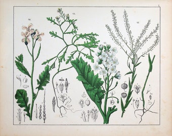 1859 | Oudemans | Original Hand-Colored Engraving - Corn Salad / Lamb's Lettuce (Valerianella locusta), Sea Rocket (Cakile maritima)