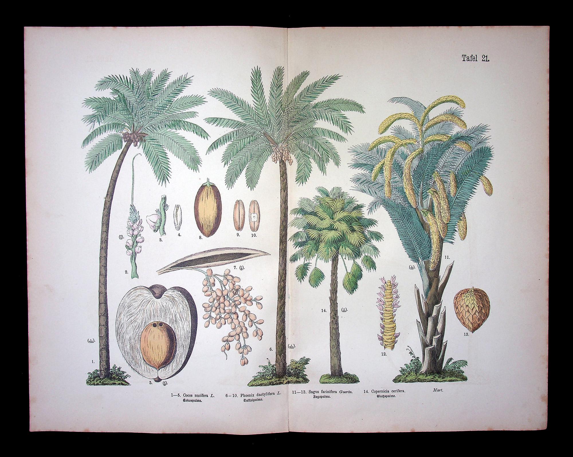 【大型本】FLOWER＆FRUIT PRINTS　ボタニカル 大型本】FLOWER＆FRUIT PRINTS ボタニカル