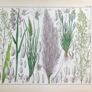 Könnte beinhalten: Eine botanische Illustration verschiedener Gräser, darunter ein lila-rosa Gras mit einem langen, dünnen Stiel, ein grünes Gras mit einem langen, dünnen Stiel und ein grünes Gras mit einem kurzen, dicken Stiel. Die Illustration ist mit Zahlen und Buchstaben beschriftet, und der Titel "LXXXI" befindet sich in der oberen rechten Ecke.