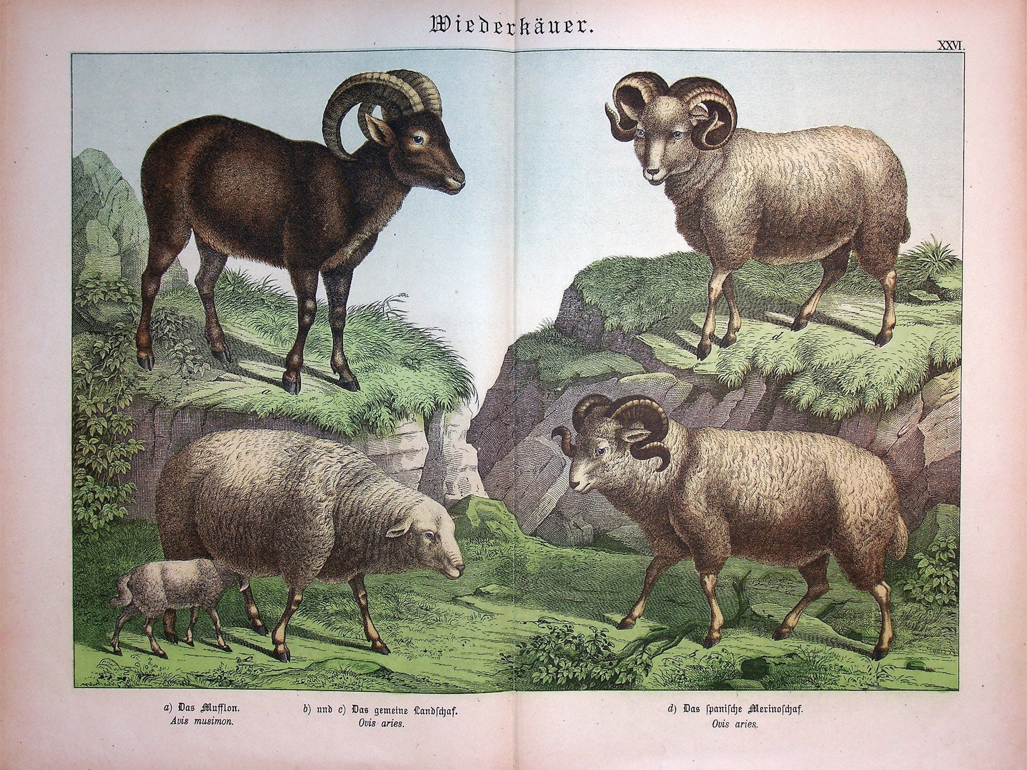 アンティーク/ムフロン/羊 家畜の羊（Ovis aries）、ムフロン（Ovis musimon） | 1886年