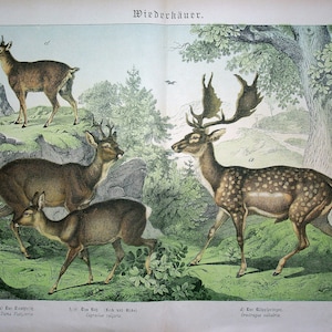 Peut inclure: Une illustration de quatre types de cerfs différents. Les cerfs sont représentés dans un environnement naturel avec des arbres et des rochers. L'illustration est de style vintage avec des détails de lignes et d'ombrages.