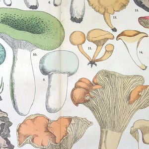 Hand colored Fungi Print 1885 - Fünfstück | Chanterelle (Cantharellus cibarius), Green-cracking Russula (Russula virescens) | Antique Mushrooms Lithograph Art