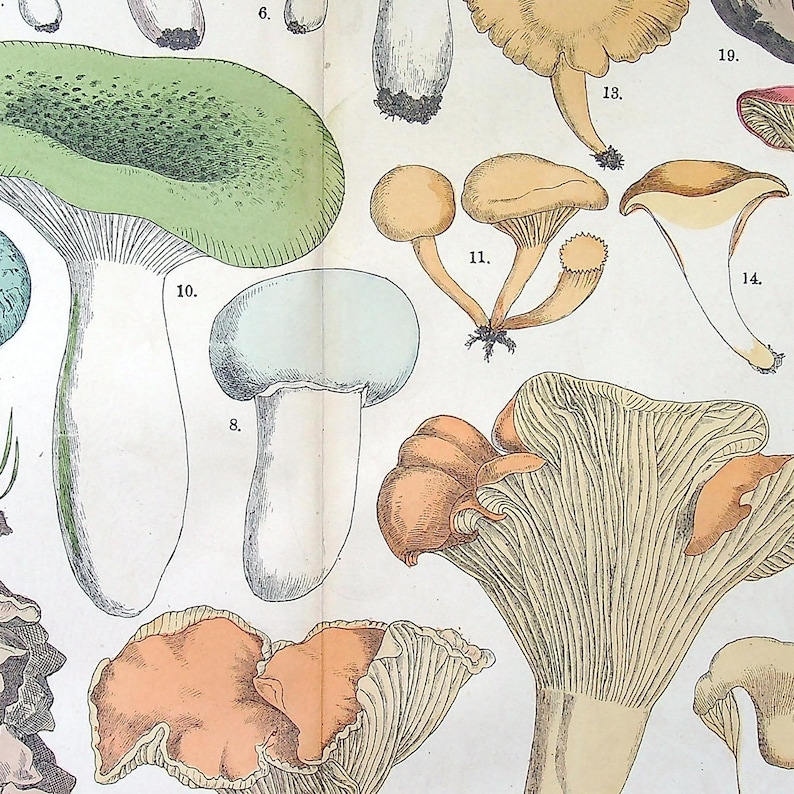 Hand colored Fungi Print 1885 - Fünfstück | Chanterelle (Cantharellus cibarius), Green-cracking Russula (Russula virescens) | Antique Mushrooms Lithograph Art