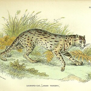 Op de afbeelding: Een gedetailleerde illustratie van een luipaardkat, ook wel bekend als een Javaanse variëteit, in een natuurlijke omgeving. De kat is afgebeeld in een gehurkte positie, met zijn kop naar de zijkant gedraaid, alsof hij alert is op iets in de verte. De vacht van de kat is een mix van bruin, zwart en wit, met vlekken en strepen overal. De achtergrond is een weelderig groen landschap met hoog gras en varens.