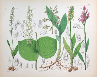 1859 | Oudemans | Original Hand-Colored Engraving - Male Orchid (Orchis anthropophora), Frog Orchid (Dactylorhiza viridis) | Antique Print