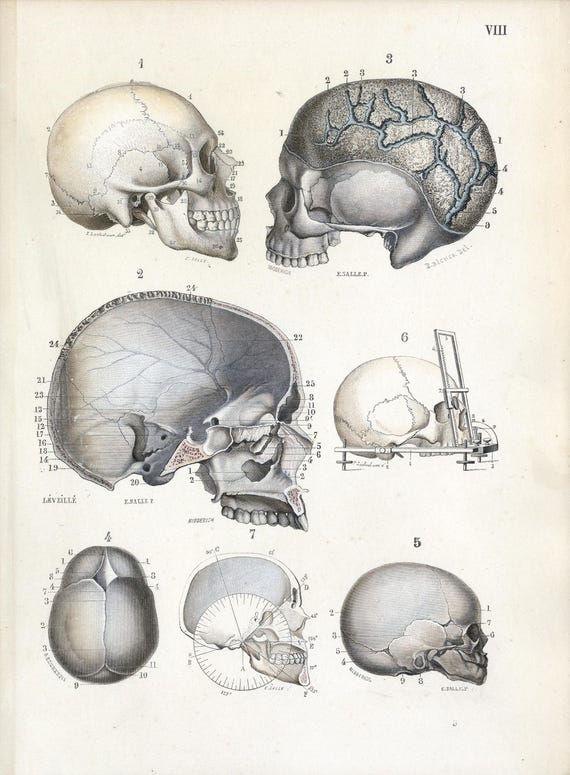 1877 Antique Hand-Colored Engraving - Human Skull Anatomy: Cranial Sutures, Cross-Sections & Growth from "Atlas d’Anatomie Descriptive"