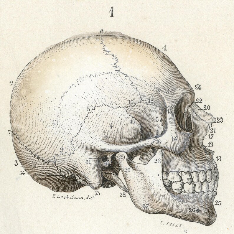 May include: A detailed anatomical illustration of a human skull, labeled with numbers, showing the bones and features of the head. The skull is viewed from the side, with the jaw open, revealing the teeth.