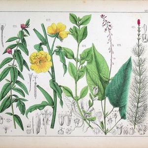 1859 | Oudemans | Original Hand-Colored Engraving - Hairy Willowherb (Epilobium hirsutum), Evening Primrose (Oenothera biennis)