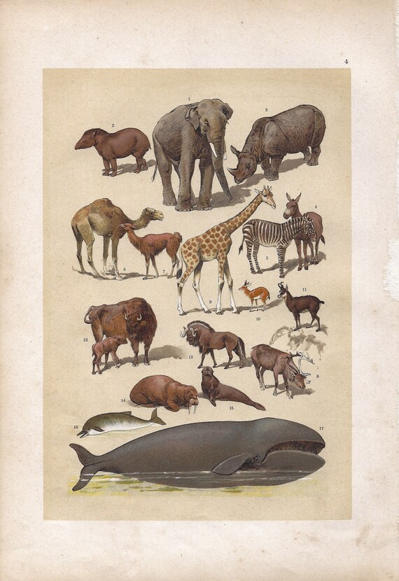 1895 Wagner's Natural History Lithograph | Detailed Illustrations